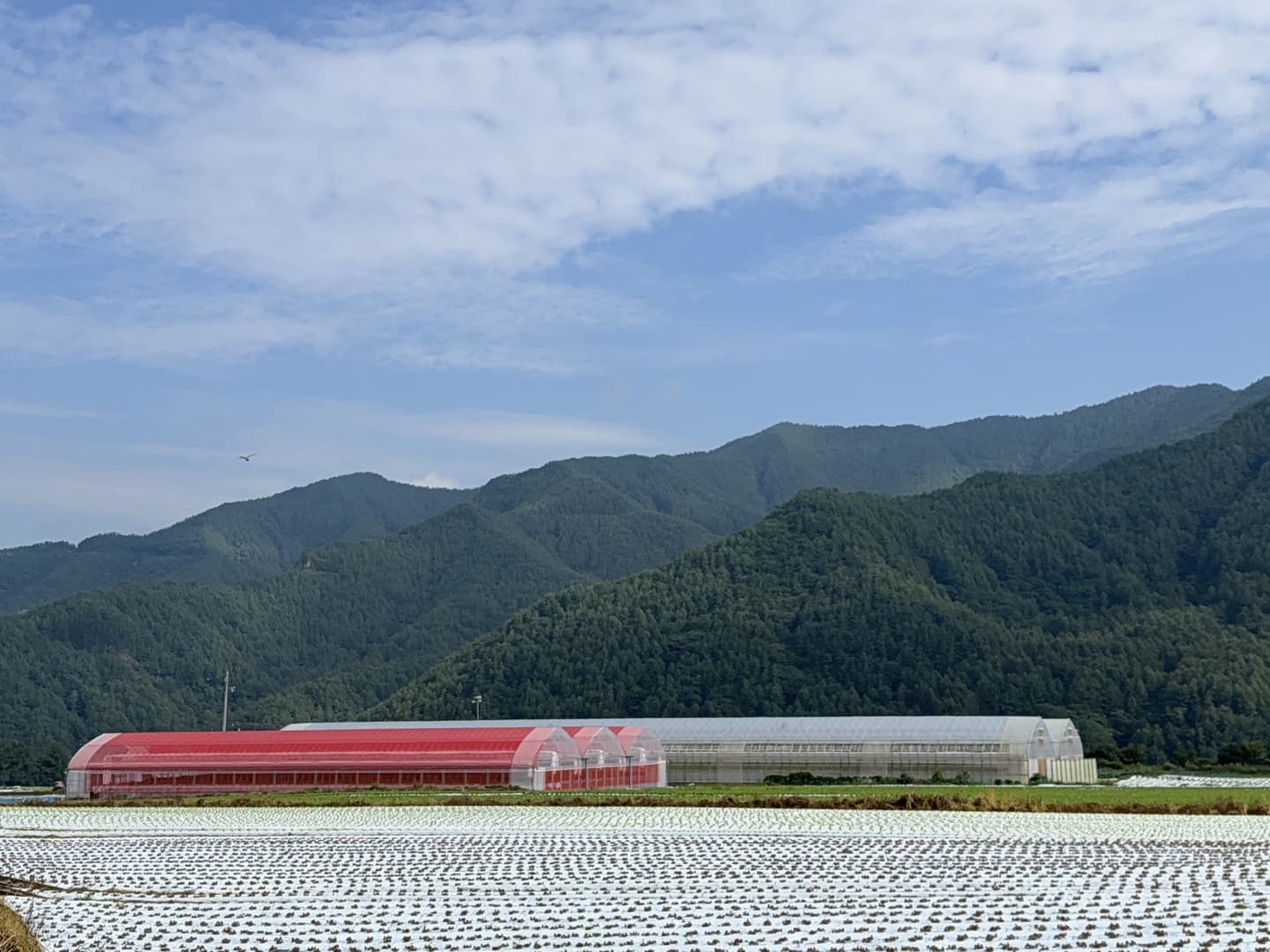 夏いちご畑の風景（長野県川上村）