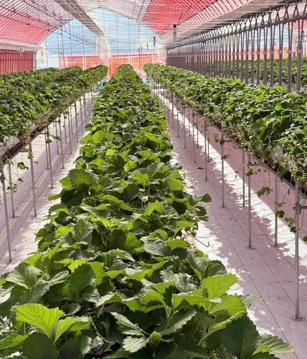 夏いちご畑長野県川上村